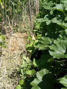 [Image: Green-beans-and-snow-peas-2022.jpg]