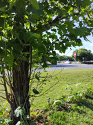 img-1781213663567