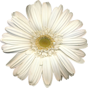 Winter-White-Elements-183