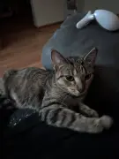 Missy-lap