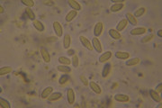 [Obrázky: DSC-0590.jpg]
