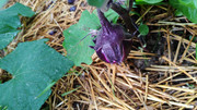 IMG-20260708-072745