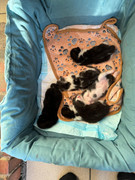 Afbeelding van WhatsApp op 2024-06-24 om 20.37.03_012fce96