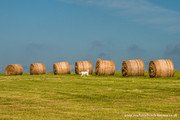 Dog and straw bales.