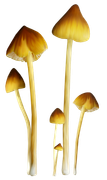 TADD_elements_Shimmer_Fall_85