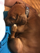 Rocco the Rhodesian Ridgeback 14