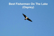 [Image: OSPREY.jpg]