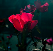 IMGP0005-(1)