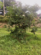 D43BB4DB-79AE-43C7-BFD9-C892D45E5643