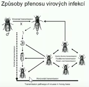 [Obrázky: P-INY-PODZIMN-CH-HYN-Zden-k-Kl-ma39.png]