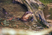 Tamar Otter Sanctuary, North Petherwin.