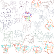Torso-Studies-Muscle-Front