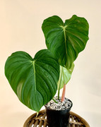 F1B793CE-499A-4D26-BB4F-DAC6F54A1194