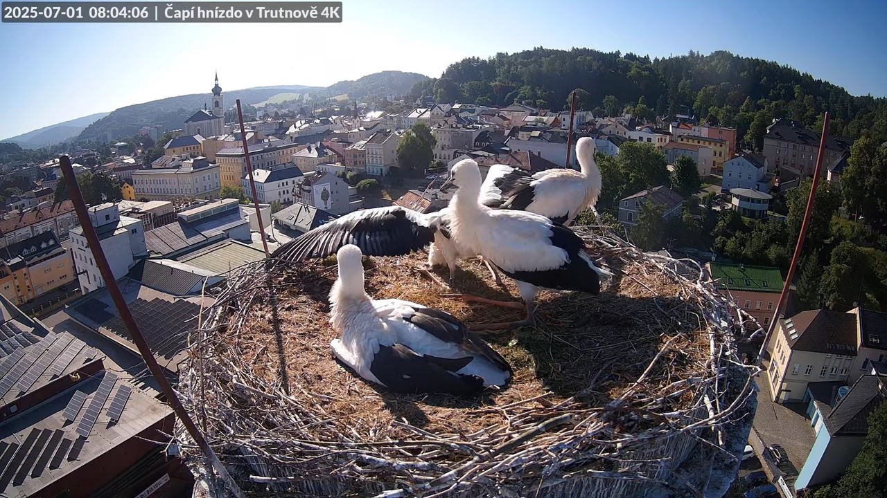 Tiešraide no stārķa ligzdas uz alus darītavas skursteņa Trutnovā 12-41-51 screenshot (2)