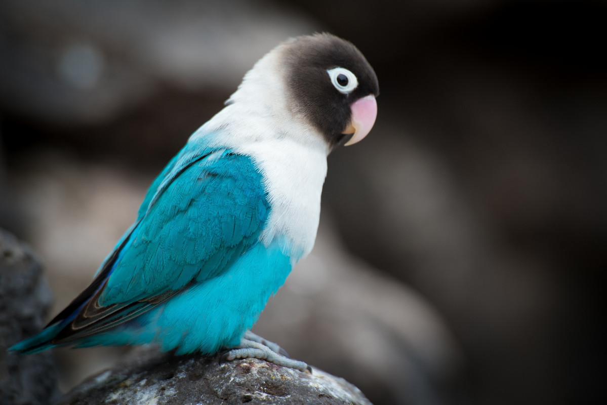 Turquoisebirdonarock.jpg