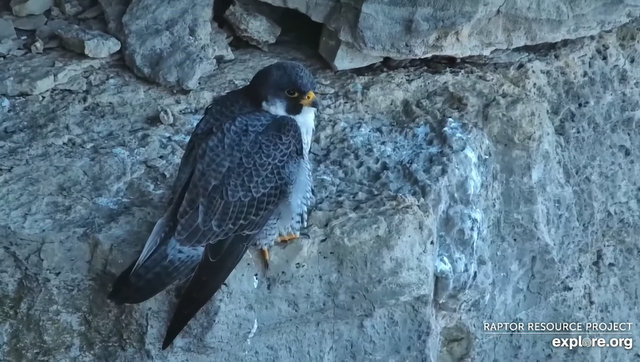 Great spirit bluff Falcons Przechwytywanie-w-trybie-pe-noekranowym-17-02-2024-001254