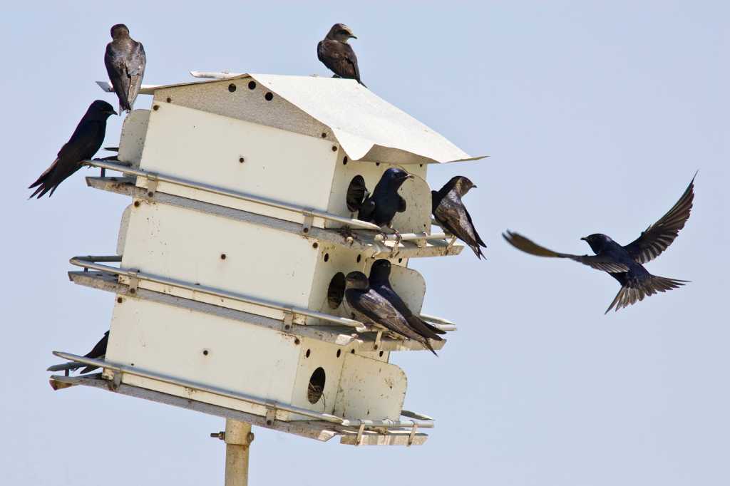 Best Place To Put A Purple Martin House