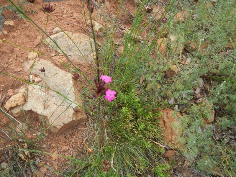 Zlatibor juli 2013 (60)