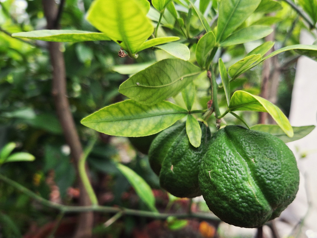 TaichangF2_fruechte_4