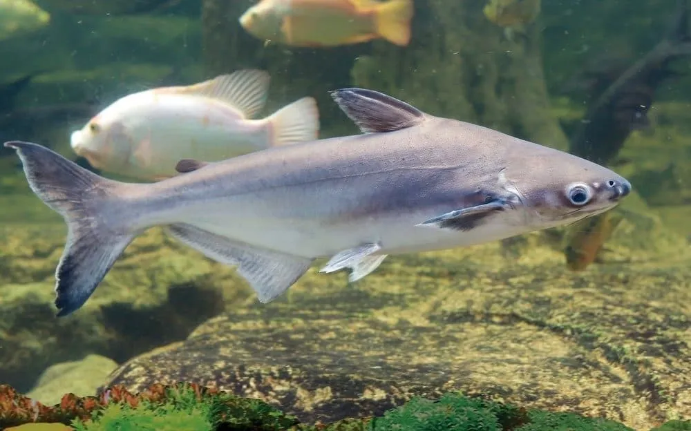What is Swai Fish