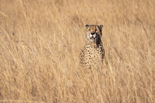 Cheetah