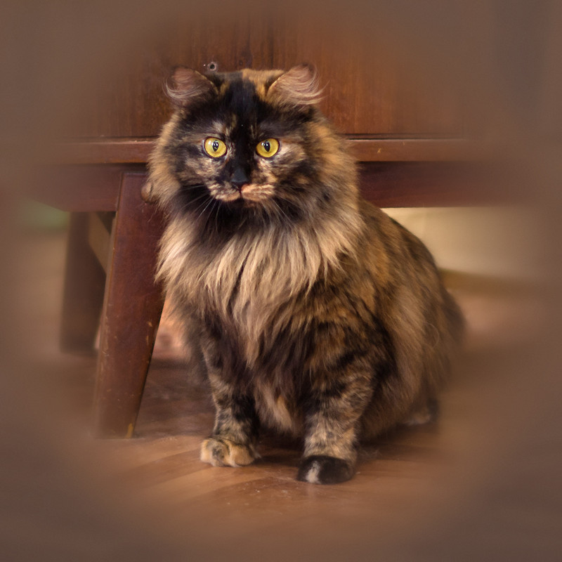 meri (6)