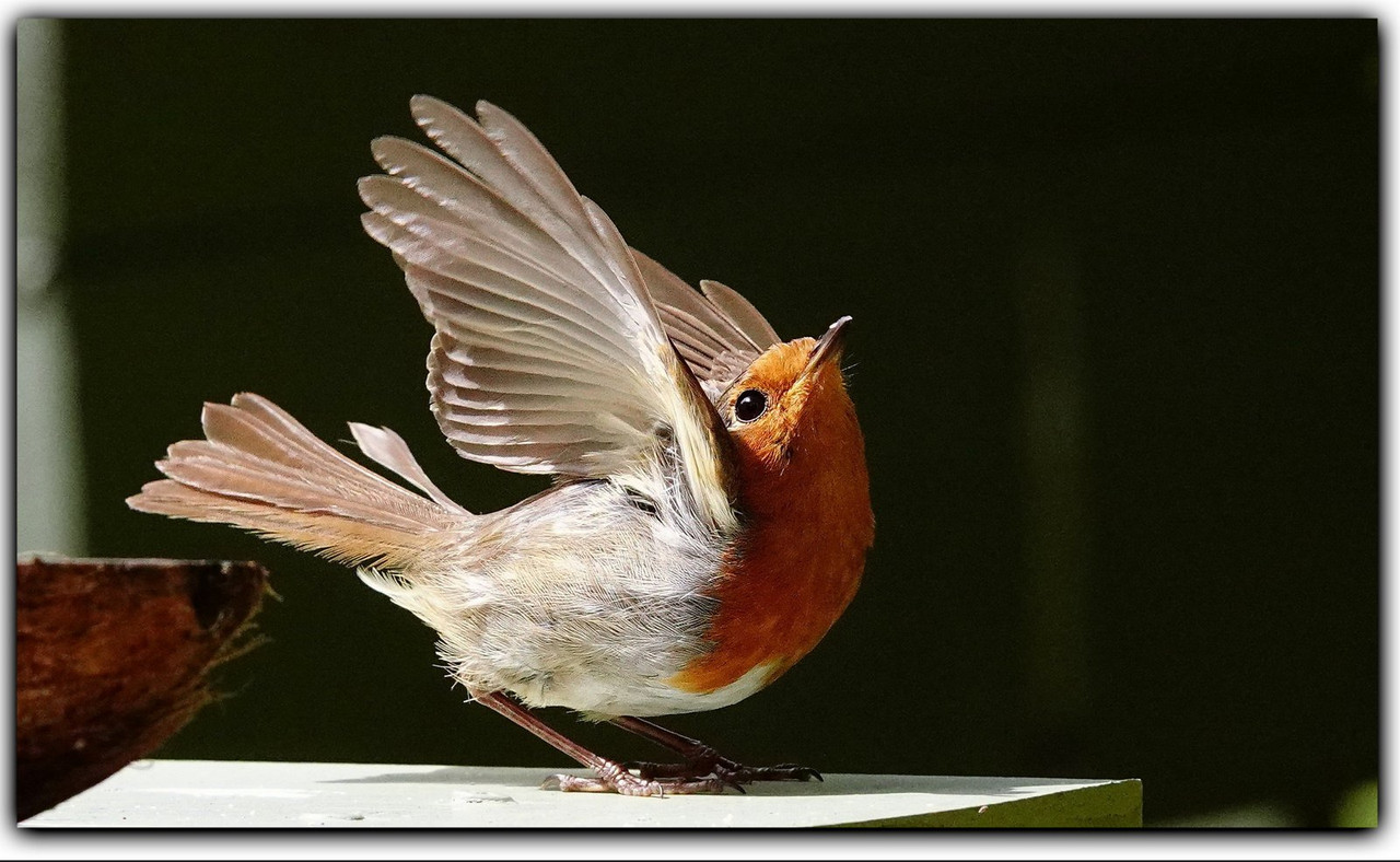 red-robin-wings-dis-jpg.jpg