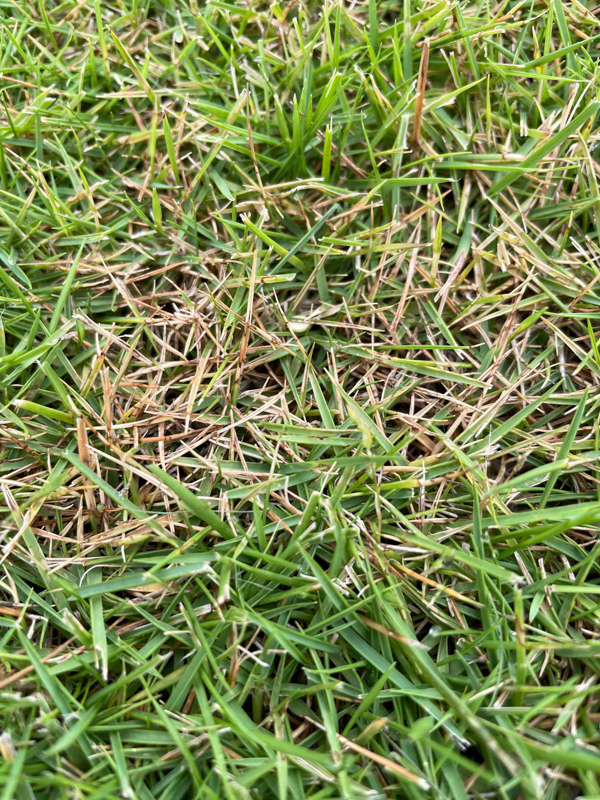 Yet Another Lawn Fungus Problem | Lawn Care Forum