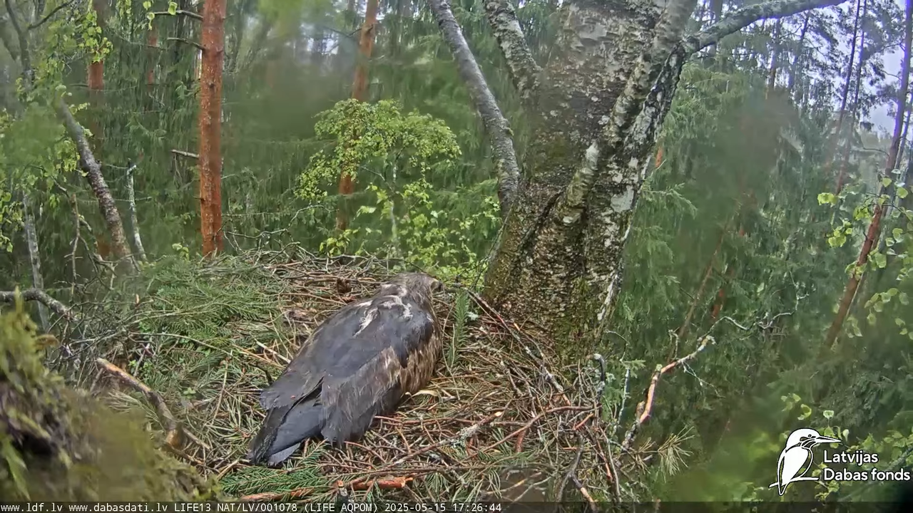 Mazais ērglis (Clanga pomarina), ligzda bērzā 13-32-20 screenshot