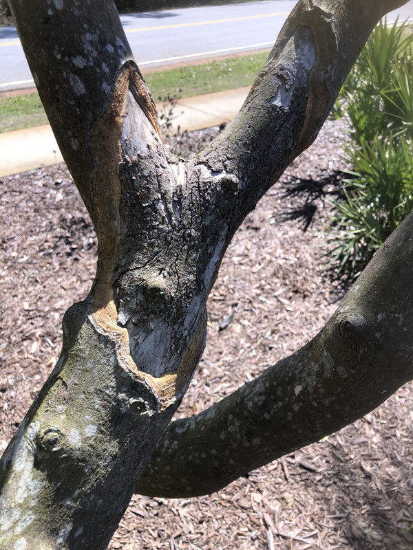 Phytophthora2