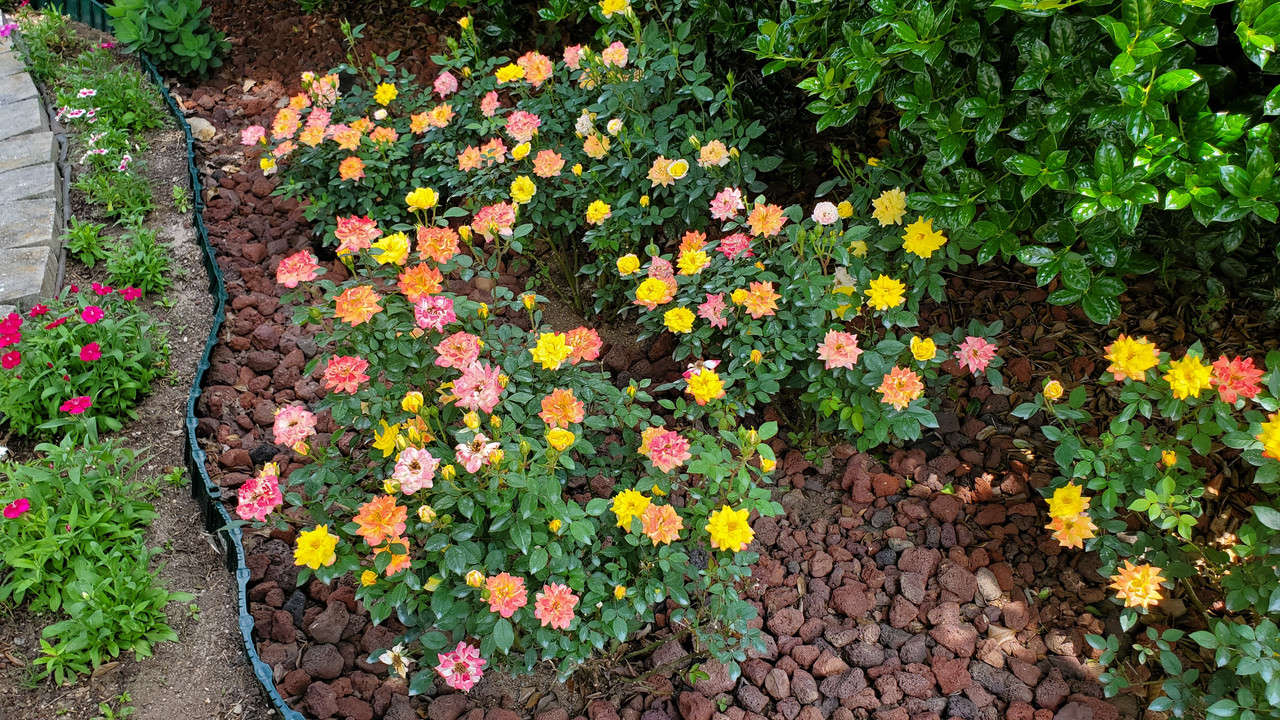 [Image: 20190520-120024.jpg]