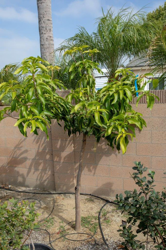 8U1A1246  Coconut Cream Mango Tree Grafted in 2016 IN 2016 (9-6-