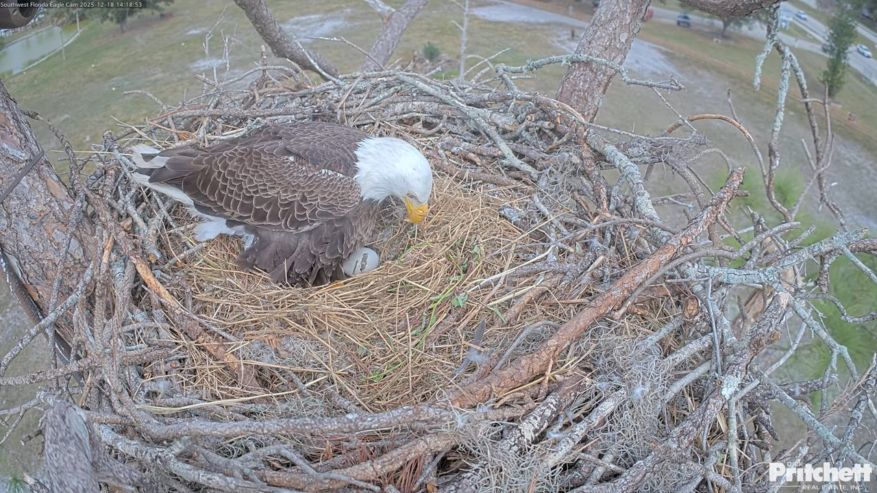 Southwest Florida Eagle Cam Cam 4K 14 8 2 screenshot (1)
