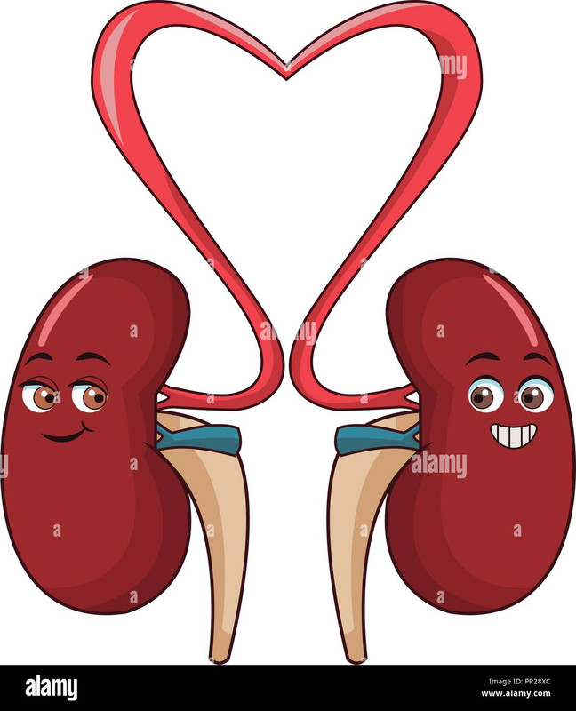 kidneys-funny-cartoon-PR28-XC.jpg