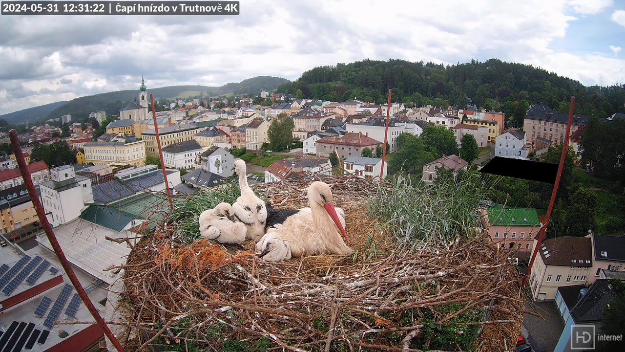 Tiešraidē no stārķa ligzdas uz alus darītavas skursteņa Trutnovā 10-39-43 screenshot
