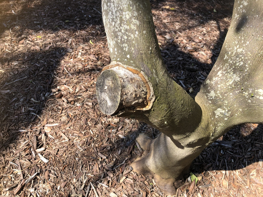 Phytophthora5