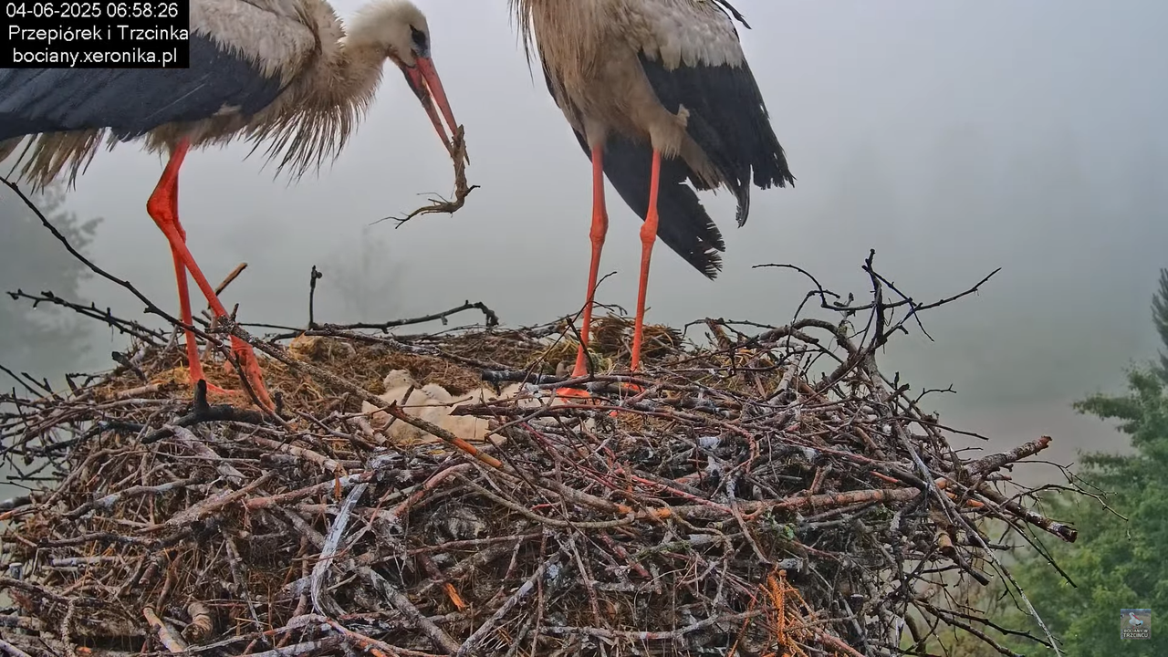 04062025bociany18
