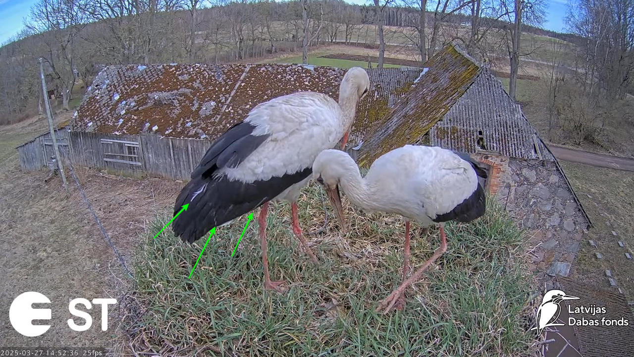 (8) Baltie stārķi (Ciconia ciconia) Tukuma novadā __ White storks in Tukums, Latvia - YouTube - 552_