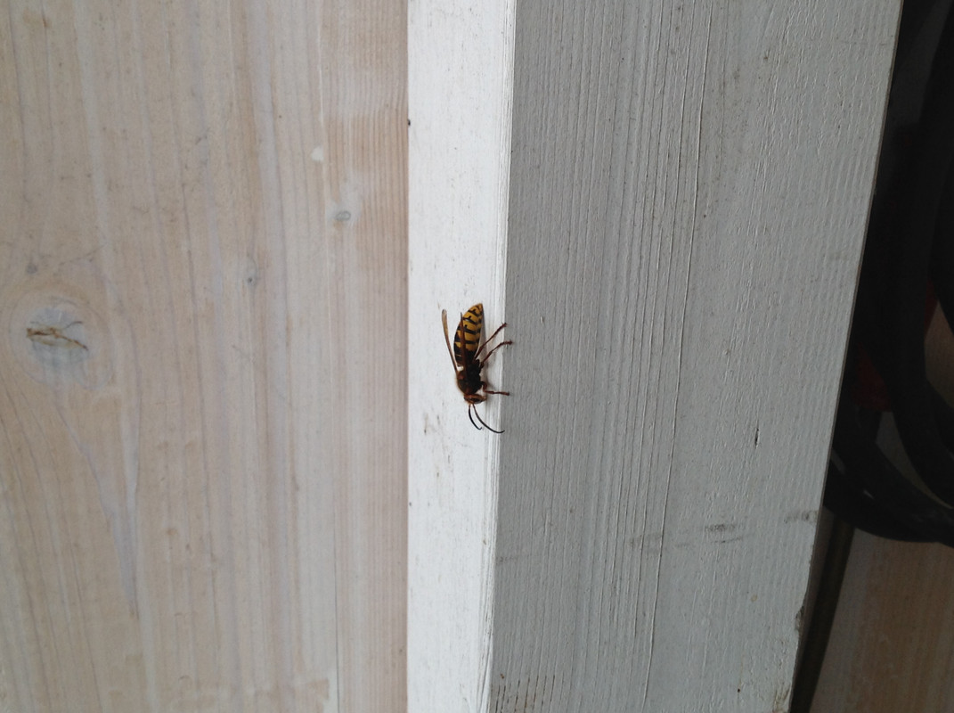 Männliche Geschlechtstiere 18. Sept. 2015 (6)