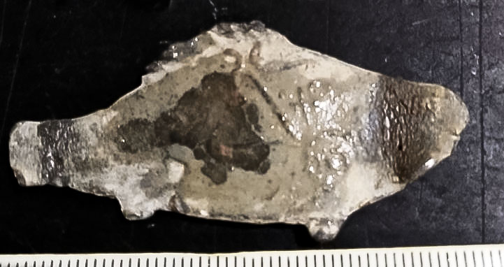 Fish2