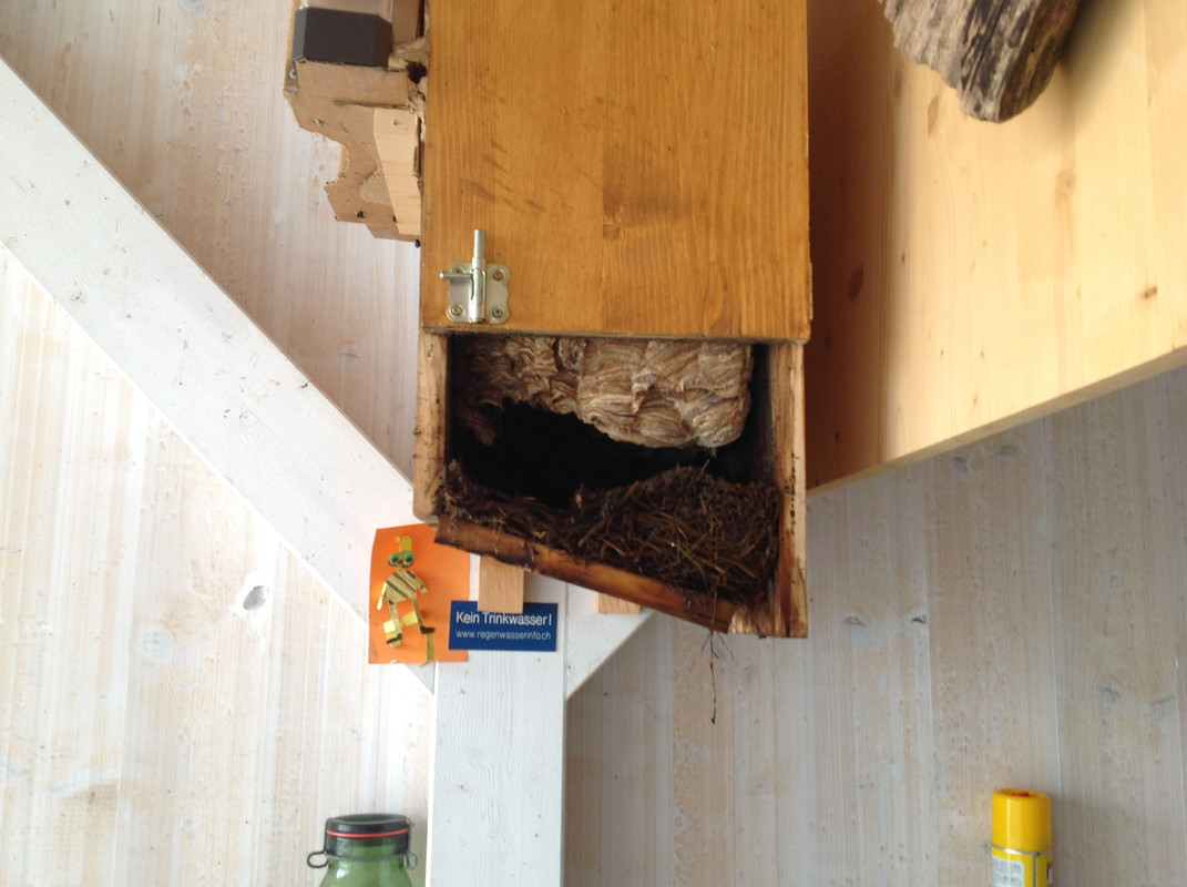 Nestöffnung 12. Nov. 2015 (1)