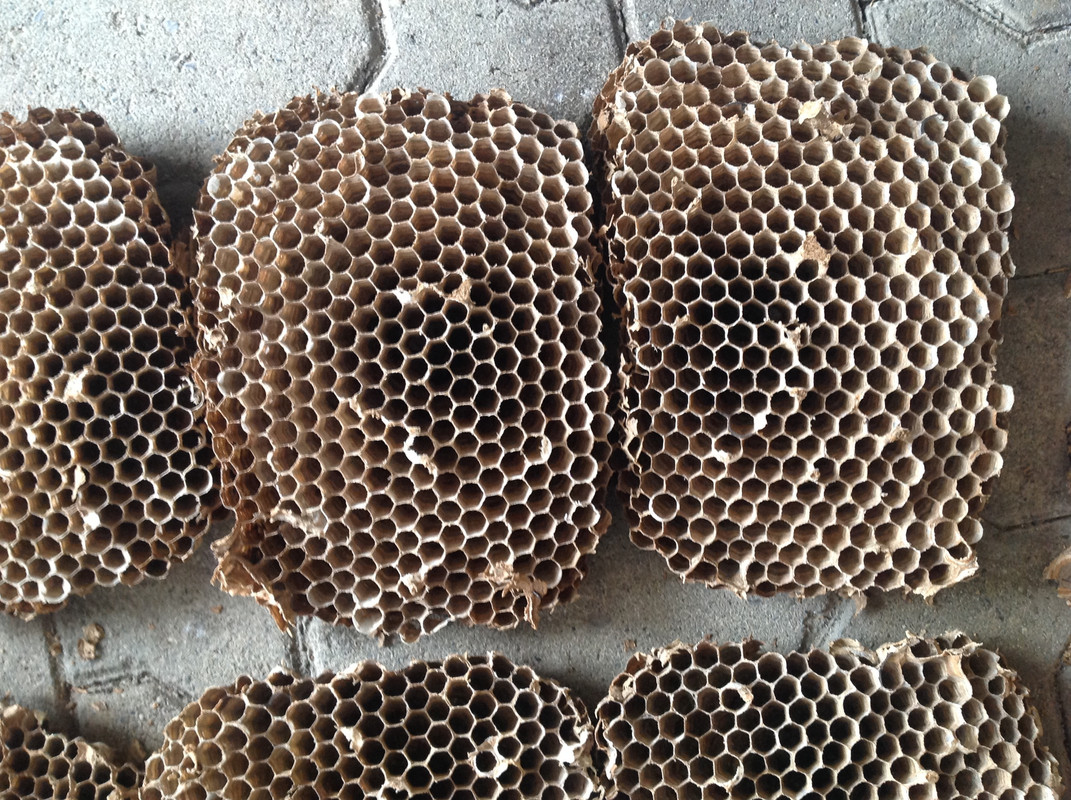 Hornissen Nest und Waben Winter 2015 (16)