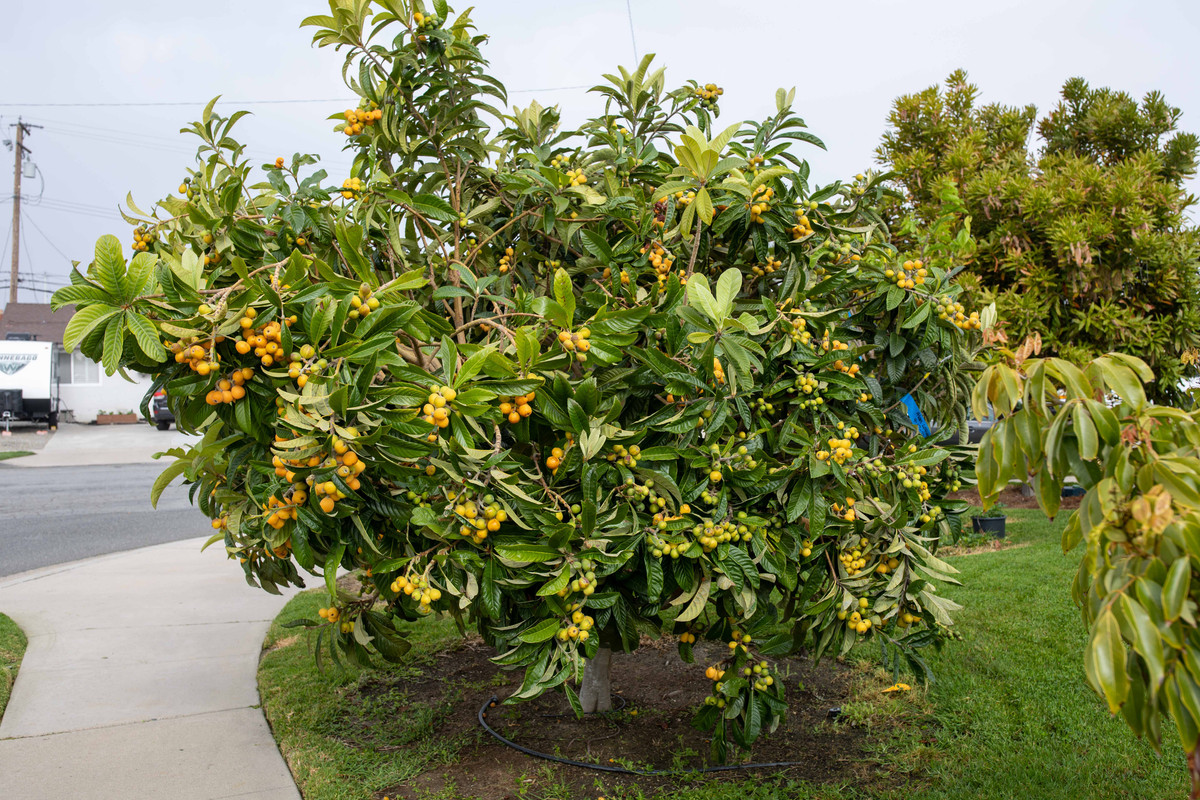 8U1A9483  Loquat Tree Loaded with Fruit (4-28-2023)