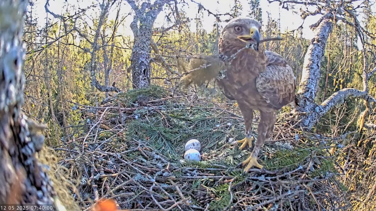 Väike-konnakotkas __ Clanga pomarina __ Lesser Spotted Eagle 9-50-23 screenshot