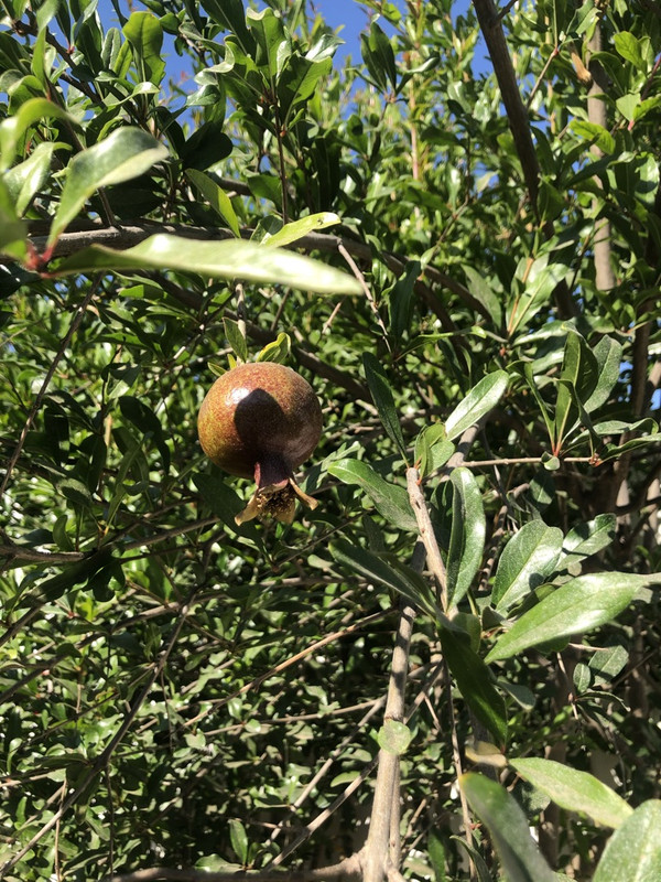 29-D7-DC29-BF3-D-4-A66-B496-12-CD0-B444-B63-1-105-c