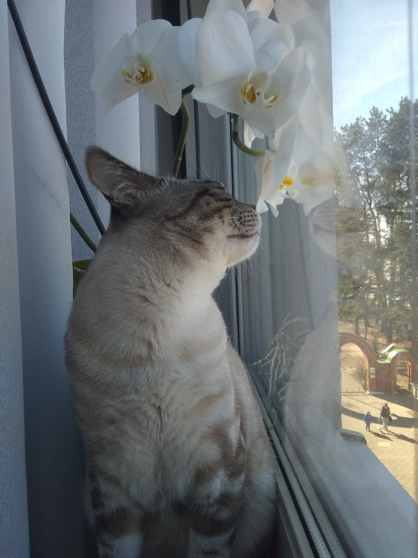 Шпингалет в новом доме4