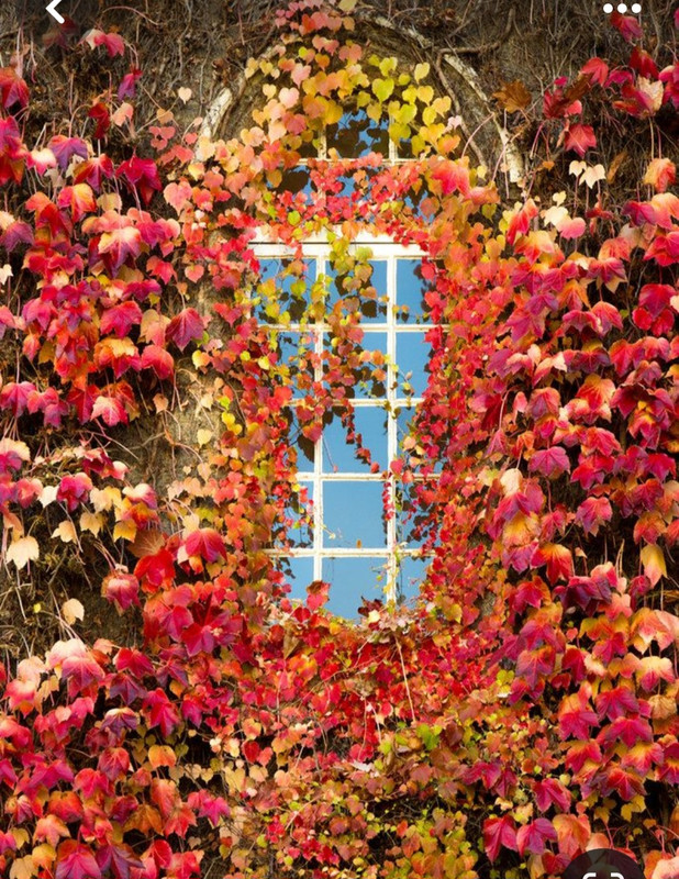 Screenshot_20231113_002409_Pinterest