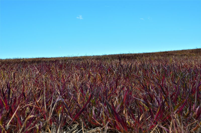 Soria y sus pueblos-2010/2013/2020 - Blogs of Spain - MAGAÑA-25-5-2013 (7)