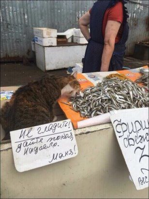 [Изображение: b7946cbc4caa6109a02c02d5ee776ab4.jpg]