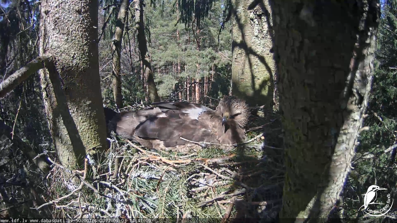 Mazais ērglis (Clanga pomarina), ligzda eglē __ Lesser spotted eagle in spruce, Zemgale, Latvia 13-1